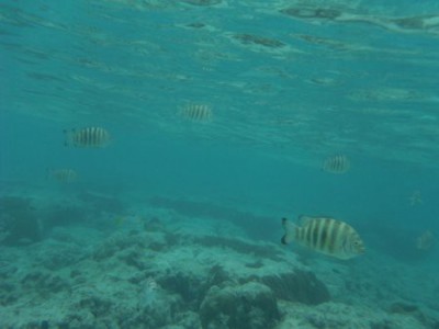 グアム　水中写真２